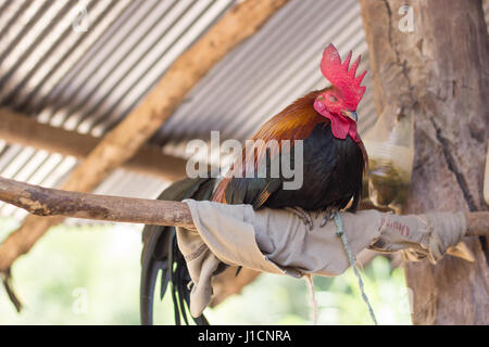 La Rooster dormire su barre Foto Stock