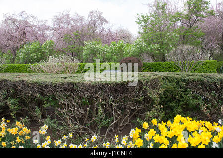 Rosa e Bianco crabapple alberi fioriscono nel giardino, di sei acri di giardino formale nel parco centrale nell'Upper East Side di Manhattan. Foto Stock