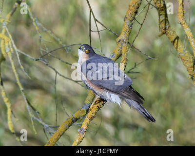 Eurasian sparviero seduto su un ramo con la vegetazione in background Foto Stock