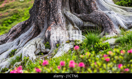 Imponenti le radici di un pino cembro (Pinus cembra) con la fioritura alpenroses Foto Stock