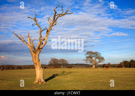 Backley comune nel nuovo Parco Nazionale della Foresta Foto Stock