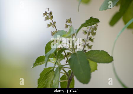 Propriamente è fatto clic su immagine Foto Stock