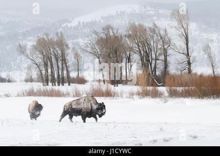 Bisonti americani / Amerikanische bisonti ( Bison bison ) nel tipico,circostante a piedi attraverso la neve, Lamar Valley, Yellowstone, Wyoming negli Stati Uniti. Foto Stock