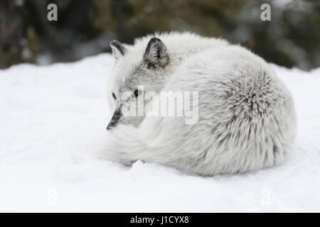 Lupo grigio / lupo ( Canis lupus) di appoggio giacente nella neve, arrotolato, attentamente guardare, Montana, USA. Foto Stock