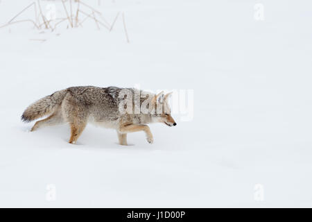 Coyote / Kojote ( Canis latrans ) in inverno, camminando attraverso la neve profonda, caccia, Area di Yellowstone, Wyoming negli Stati Uniti. Foto Stock