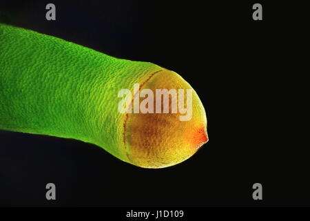 Capsula di spore di Plagiomnium, affine molti a frutto grosso Timo-moss, immagine al microscopio Foto Stock