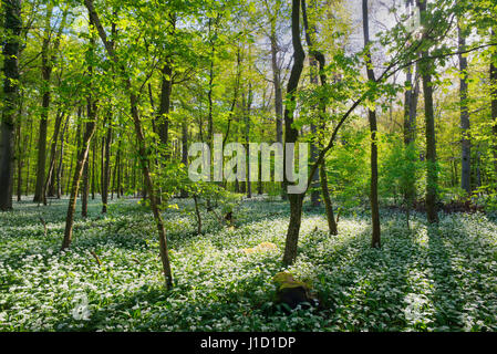 Il modo più chiaro per raggiungere l'Universo è attraverso una foresta selvaggia. John Muir Springtime in una foresta in Germania con milioni di fiori di aglio selvatico. Foto Stock