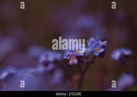 Non ti scordar di me, Fiori al tramonto, luce scarsa, macro Foto Stock