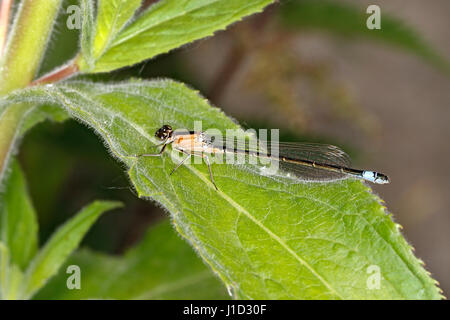 Blu-tailed Damselfly (Ischnura elegans) femmina immaturi colore forma rufescens in appoggio sulla lamina dal lago RSPB Burton Zone Umide riserva CHESHIRE REGNO UNITO 2 Giugno Foto Stock