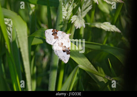 Argento-massa falena tappeti (Xanthorhoe montanata) appoggiato sulla foglia di erba in corrispondenza del bordo di un campo CHESHIRE REGNO UNITO giugno 51258 Foto Stock