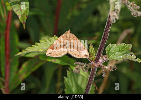 Ombreggiato ampio bar tarma (Scotopteryx chenopodiata) in appoggio sulla lamina a bordo del campo North Wales UK agosto 57488 Foto Stock