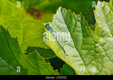 Comune fanciulla blu Fly (Eballagma cyathigerum) in appoggio sulla lamina dal lago RSPB Burton zone umide riserva CHESHIRE REGNO UNITO Giugno 1869 Foto Stock