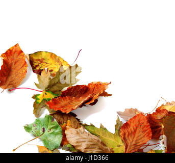 Multicolor autunno leafs secco. Isolato su sfondo bianco con spazio di copia Foto Stock
