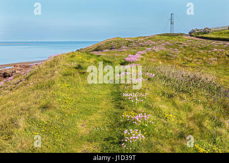 La parsimonia (Armeria maritima) cresce su Hilbre Island situato nella bocca del Dee Estuary Wirral REGNO UNITO potrebbero 50496 Foto Stock