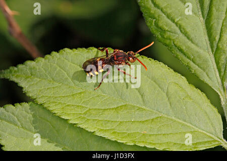 Il Nomad Bee (Nomada specie flava o panzeri) in appoggio sulla lamina a bordo del bosco Cheshire Regno Unito potrebbero 59597 Foto Stock