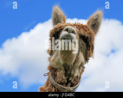 Close-up di llama, Valle Sacra, Machu Picchu, Cuzco, Perù Foto Stock