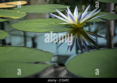 Un Nilo Blu (Ninfea Nymphaea caerulea) Fiore con la sua riflessione e lascia su di una tranquilla ancora lily pond. Foto Stock