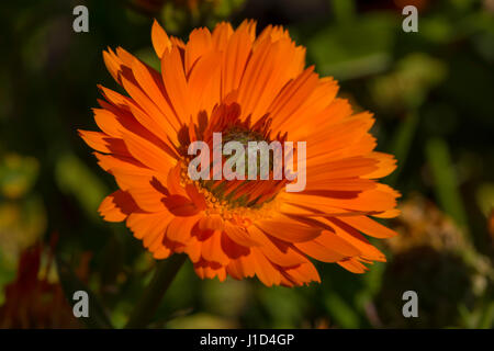 Incentrato su un unico Calendula Officinalis Greenheart fiore di arancia nel suo giardino naturale letto come lo sfondo. Il fiore è situato nel cente Foto Stock