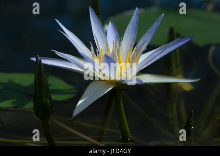 Un Nilo Blu (Ninfea Nymphaea caerulea) su ancora un laghetto di gigli. Foto Stock