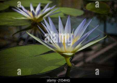 Due Blue Nile Ninfea (Nymphaea caerulea) Fiori con la sua riflessione e foglie su un ancora lily pond. Foto Stock