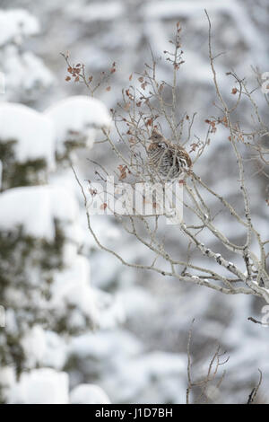 Ruffed grouse / Kragenhuhn ( Bonasa umbellus ), appollaiato in un albero di pioppi neri americani, Perfetto mimetismo, in inverno, la neve, Wyoming negli Stati Uniti. Foto Stock