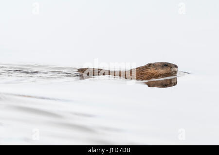 Topo muschiato / Bisamratte ( Ondatra zibethicus ) in inverno, nuoto attraverso un corpo di acqua, il Parco Nazionale del Grand Teton, Wyoming negli Stati Uniti. Foto Stock
