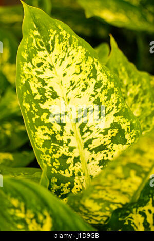 Dumb di canna, Dieffenbachia Foto Stock