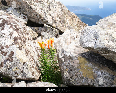 Elba, Italia: Wild orange lily crescente tra le rocce Foto Stock