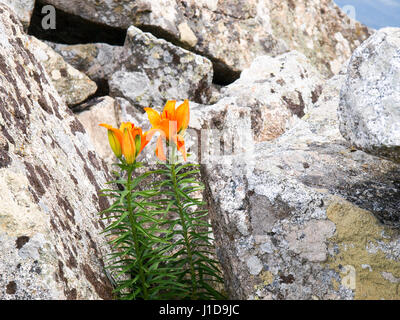 Elba, Italia: Wild orange lily crescente tra le rocce Foto Stock