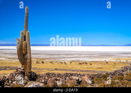 Unico cactus che cresce su un pampa vicino Salar de Uyuni con un branco di pecore pascolano nella distanza, Bolivia Foto Stock