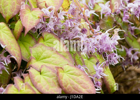 Lilla e fiori bianchi della barrenwort perenne, Epimedium grandiflorum 'Lillac Cascade' si esibiscono contro il fogliame bronzato primaverile Foto Stock