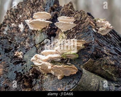 Trametes gibbosa - "staffa bitorzoluto' funghi che crescono sui morti albero abbattuto, UK. Foto Stock