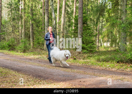 Gestore femmina a piedi il suo Samoiedo cane sulla strada di un paese nella foresta. Foto Stock