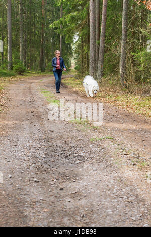 Gestore femmina a piedi il suo Samoiedo cane sulla strada di un paese nella foresta. Foto Stock