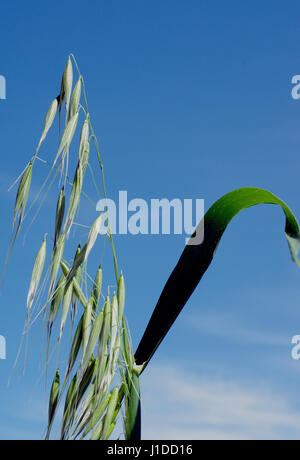 Wild Oat (avena fatua) Foto Stock