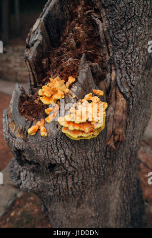 Giallo grande funghi su un albero Foto Stock