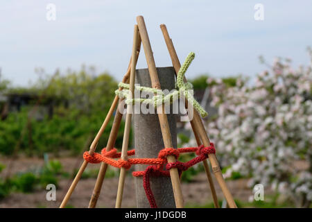 Avanzi di lana utilizzata per rendere lo spago per legare i bambù wigwam in giardino Foto Stock