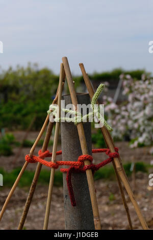 Avanzi di lana utilizzata per rendere lo spago per legare i bambù wigwam in giardino Foto Stock