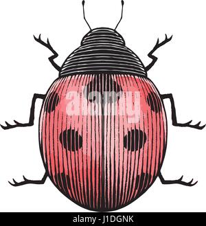 Illustrazione vettoriale di un stile Scratchboard inchiostro e disegno ad acquerello di una coccinella Illustrazione Vettoriale