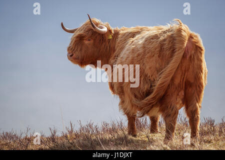 Highland mucca, Highland Bovini, Hairy Moo Coo Foto Stock