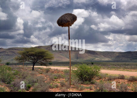 Socievole weaver (Philetairus socius), anche comunemente noto come il comune di social weaver, comune di social-Weaver, e di tessitore sociale Namibia Marzo Foto Stock