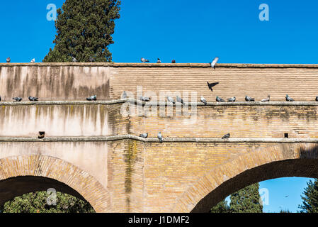 Le colombe in appoggio su un vecchio ponte in un parco di Roma, Italia Foto Stock