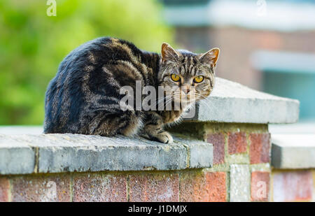 Tabby cat seduto su una parete guardando la telecamera. Foto Stock