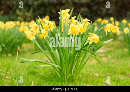 Campo riempito con giallo narcisi (Narcissus) in piena fioritura modello di rilascio: No. Proprietà di rilascio: No. Foto Stock