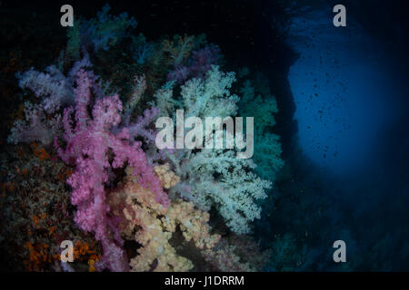 Pastel coralli molli (Dendronephthya sp.) crescono lungo i lati di un arco sommerso nella Repubblica di Palau. Foto Stock