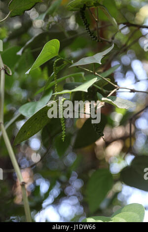 Giardino delle spezie dello Sri Lanka sulla A9 Kandy Jaffna Autostrada Acerbi pepe nero di drupe sulla vite Foto Stock