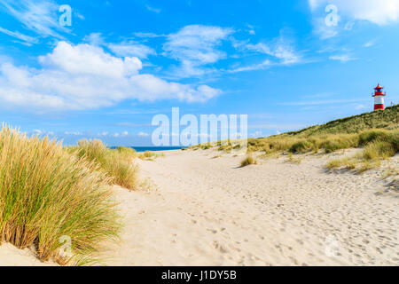 Erba sulle dune di sabbia in spiaggia Ellenbogen, isola di Sylt, Germania Foto Stock