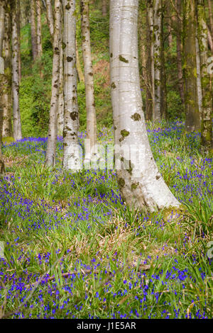 Hooke Park, Dorset, Regno Unito. Xx Apr, 2017. Bluebells inizia a apper in tra gli alberi. © DTNews/Alamy Live Foto Stock