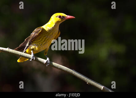 Oriolus oriolus Foto Stock