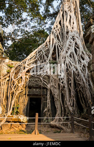 Il tempio Ta Prohm con struttura ad albero del Consiglio (Ficus altissima Blume), Strangler fig, Foto Stock